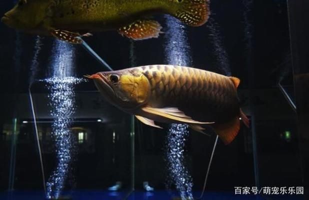 龍魚喂大魚肉：龍魚喂大魚肉對健康和行為的影響