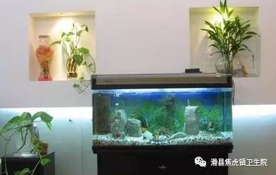 龍魚鎮宅聚財的出處與背景故事