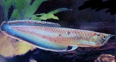 龍魚眼睛白了是什么病癥：龍魚眼睛出現(xiàn)白色是什么病癥