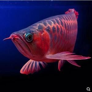 新加坡紅龍魚圖片大全大圖高清