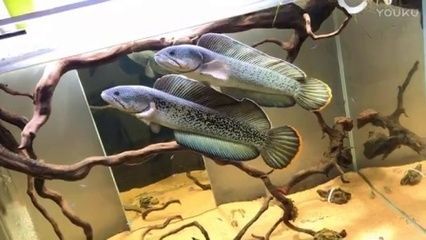 雷龍金龍魚誰貴一點：雷龍魚與金龍魚的價格差異