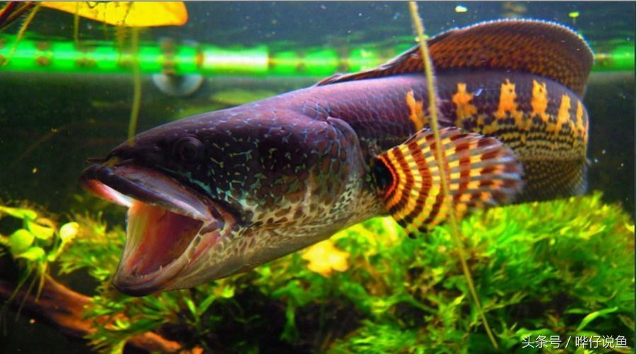 雷龍金龍魚誰貴一點：雷龍魚與金龍魚的價格差異