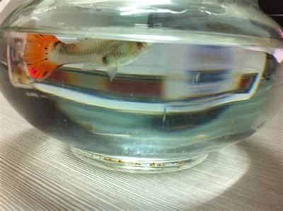 養(yǎng)龍魚為什么要開燈：養(yǎng)龍魚為什么要開燈呢？