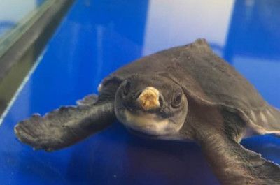 豬鼻龜吃龍魚視頻：豬鼻龜與龍魚混養(yǎng)的注意事項(xiàng)