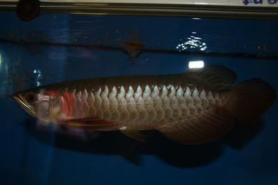 龍魚(yú)血統(tǒng)排行：探討龍魚(yú)血統(tǒng)排行