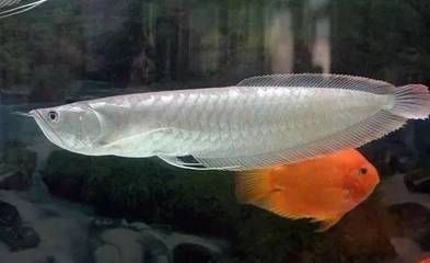 買銀龍魚到網上還是線下，銀龍魚線上購買注意事項