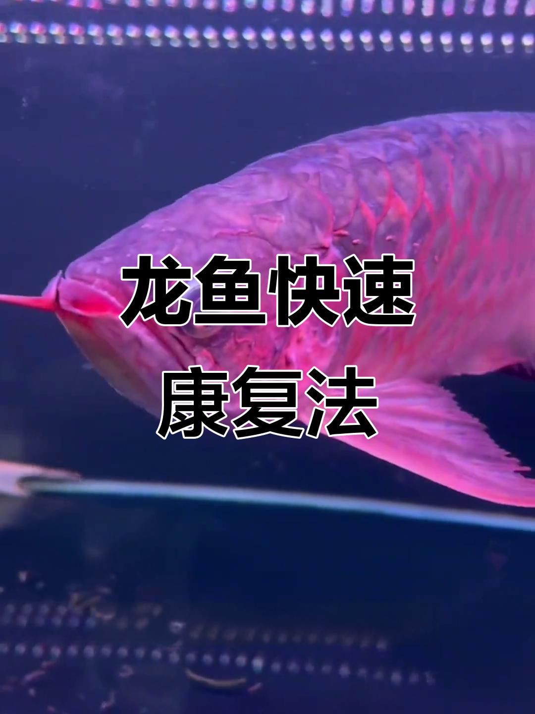 哪種治療方法對龍魚最安全？