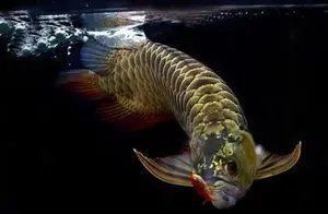 龍魚寄生蟲多久預防一次？