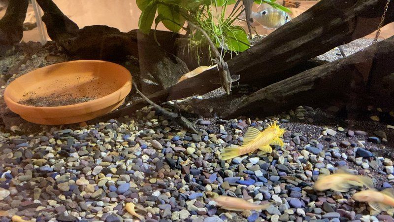 龍魚寄生蟲多久預防一次？
