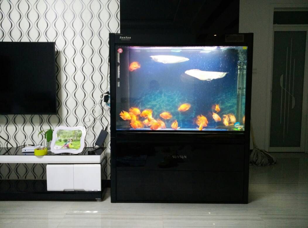 一米的魚缸能養龍魚嗎？：1米的魚缸能養龍魚嗎？