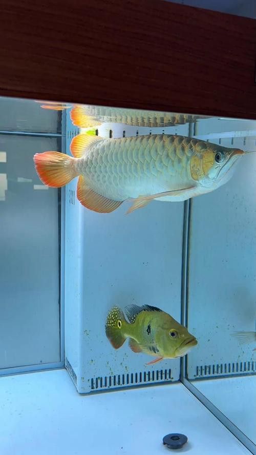 紅龍魚圖片大全大圖霸氣頭像
