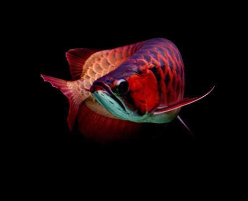 紅龍魚圖片大全大圖霸氣頭像