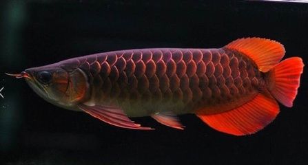 龍魚常見的病害有哪些呢：龍魚常見病及其癥狀