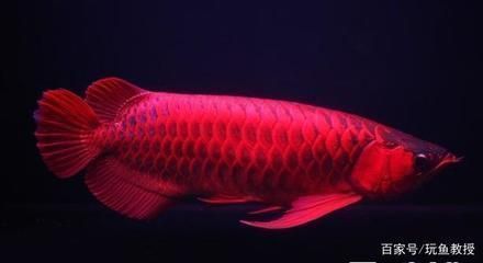 白玉紅龍魚小時候很白嗎怎么養(yǎng)：白玉紅龍魚小時候的顏色是白色的