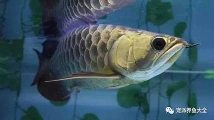 龍魚可以吃什么肉：關于龍魚可以吃什么肉的信息