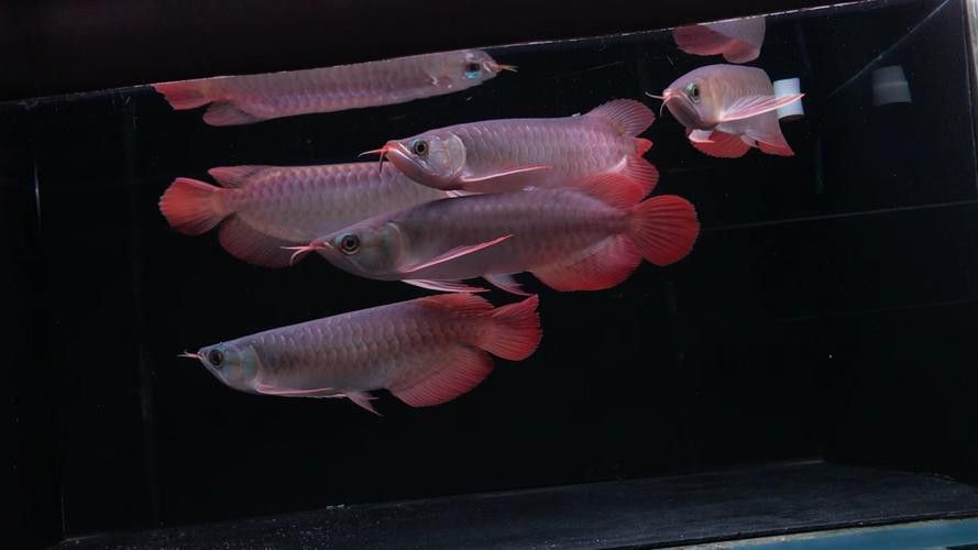 火龍魚可以和熱帶魚混養(yǎng)嗎圖片欣賞