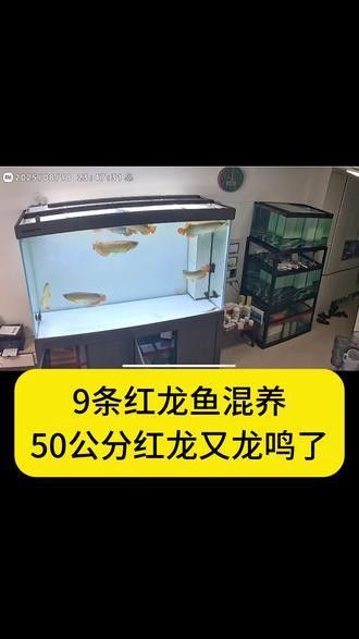 火龍魚可以和熱帶魚混養(yǎng)嗎圖片欣賞