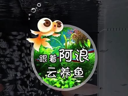 火龍魚可以和熱帶魚混養(yǎng)嗎圖片欣賞