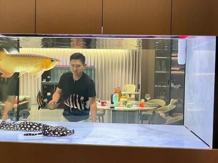 火龍魚可以和熱帶魚混養(yǎng)嗎圖片欣賞