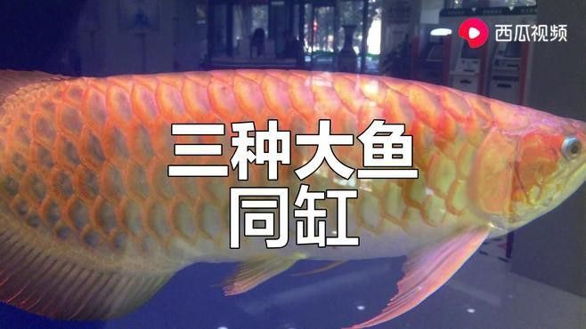 火龍魚可以和熱帶魚混養(yǎng)嗎圖片欣賞