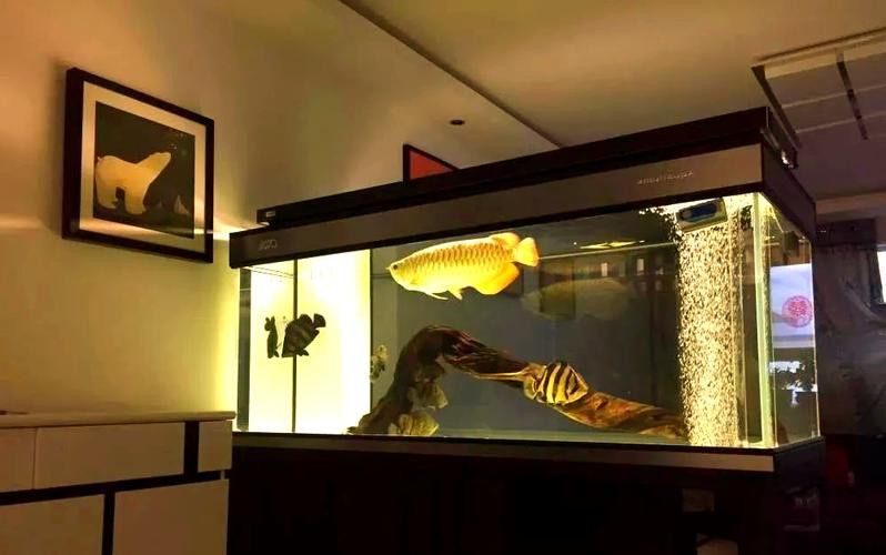 火龍魚可以和熱帶魚混養(yǎng)嗎圖片欣賞