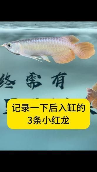 火龍魚可以和熱帶魚混養(yǎng)嗎圖片欣賞