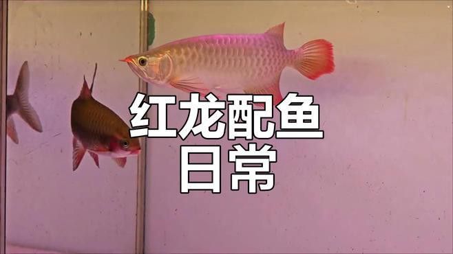 火龍魚可以和熱帶魚混養(yǎng)嗎圖片欣賞
