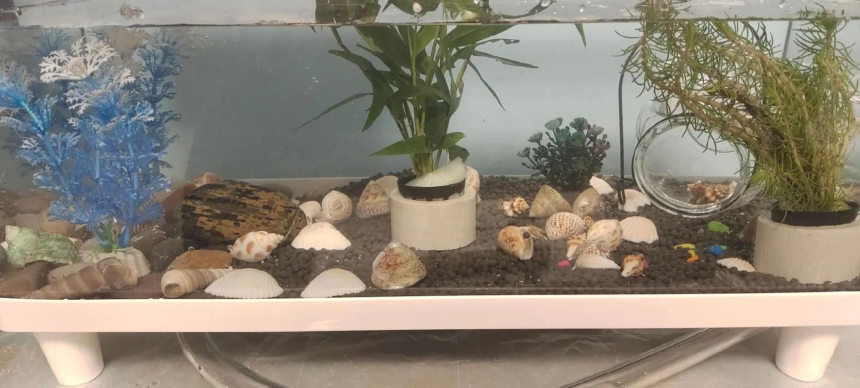 火龍魚可以和熱帶魚混養(yǎng)嗎圖片欣賞