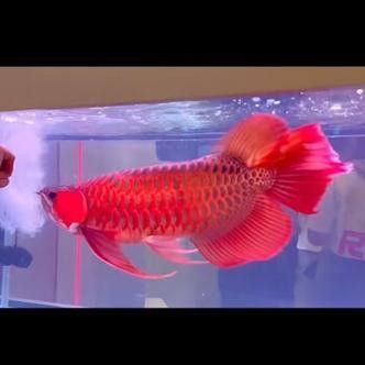 紅色銀龍魚價格多少錢一只圖片