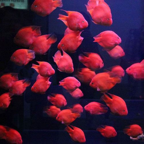 紅色銀龍魚價格多少錢一只圖片