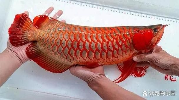 紅色銀龍魚價格多少錢一只圖片