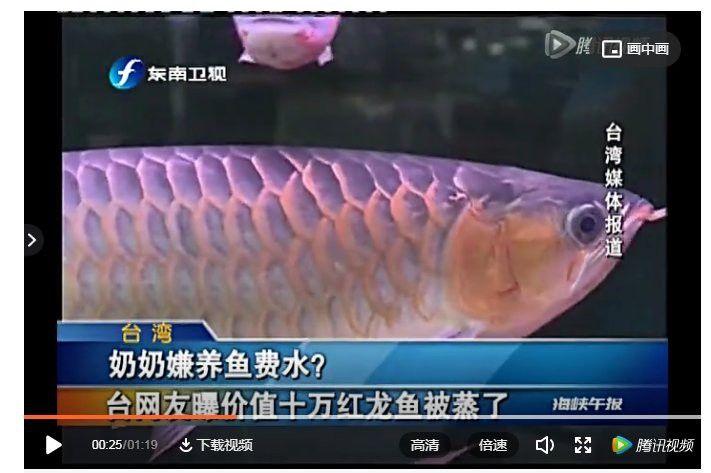 紅色銀龍魚價格多少錢一只圖片