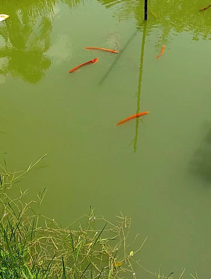 紅色銀龍魚價格多少錢一只圖片