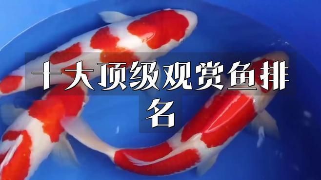 全球龍魚排名第一名