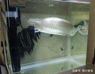 過背金龍魚多久發色好（過背金龍魚發色時間因品種、血統、飼養環境等因素而異）