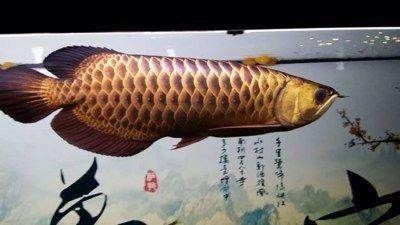 長沙龍魚基地