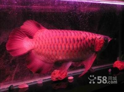 長沙龍魚基地