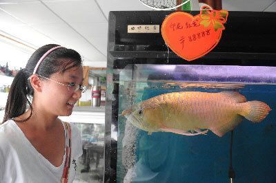 長沙龍魚基地