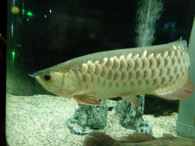 長沙龍魚基地