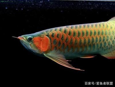 龍魚有什么講究嘛：在飼養龍魚時，有一些具體的講究和注意事項和注意事項