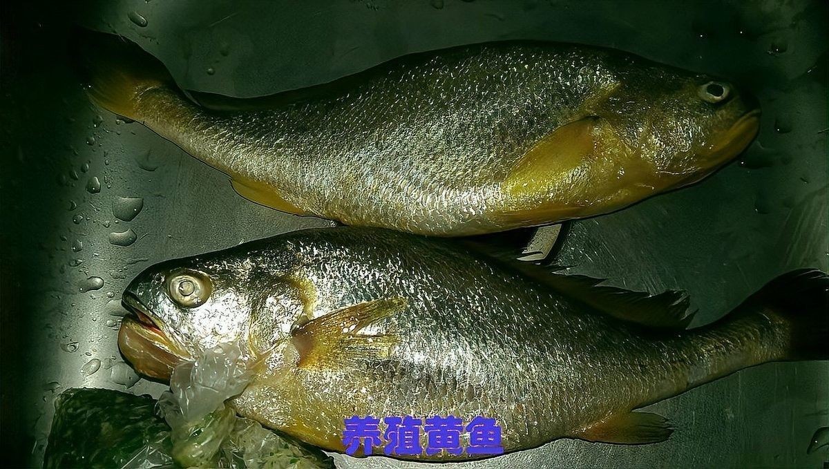 黃花魚跟金龍魚一樣嗎
