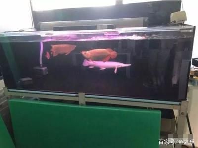 適合養龍魚的魚缸品牌有哪些？