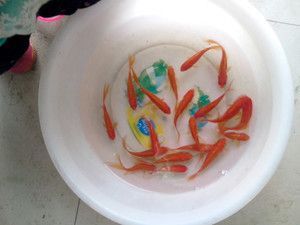 龍魚喂小金魚好嗎怎么喂：長期喂食金魚可能會導致龍魚出現一些健康問題