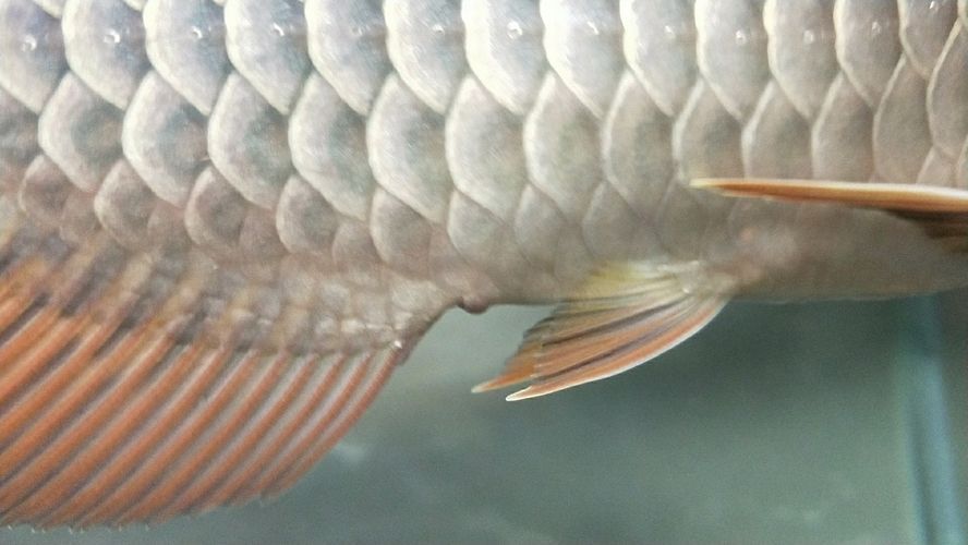 龍魚(yú)脫肛的表現(xiàn)有哪些：龍魚(yú)脫肛的具體表現(xiàn) 龍魚(yú)脫肛的表現(xiàn)有哪些：龍魚(yú)脫肛的具體表現(xiàn) 龍魚(yú)百科 第1張