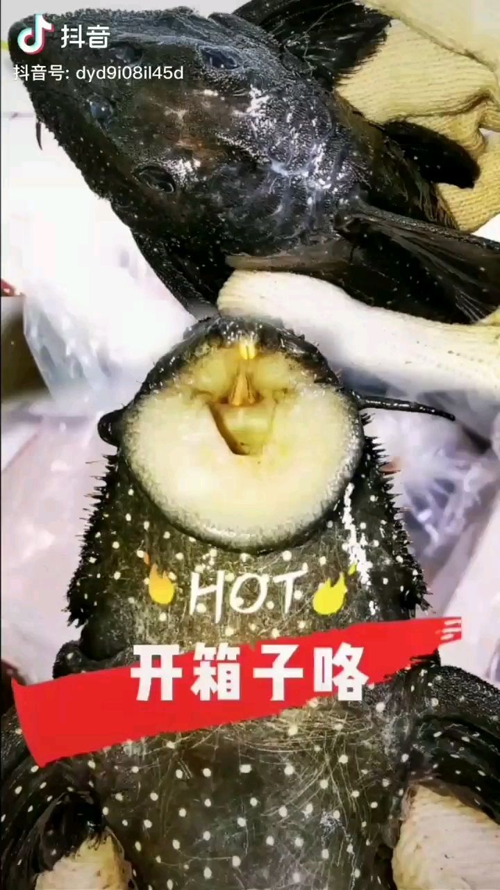 再來(lái)一個(gè)新品種