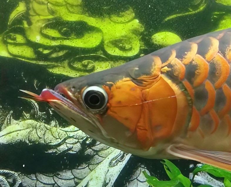 如何判斷龍魚是否兜嘴？