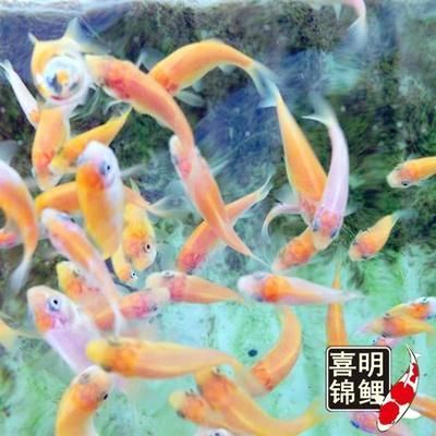 喂龍魚吃的小紅魚叫什么來著：喂龍魚吃的小紅魚是什么來的
