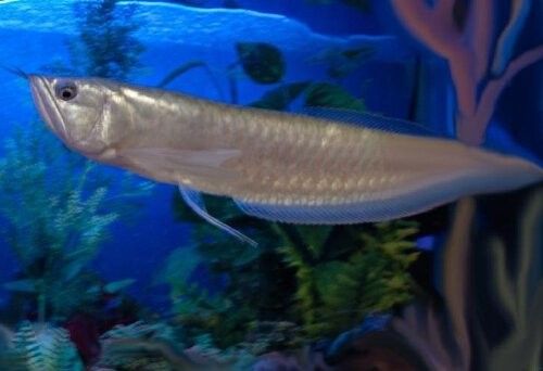 銀龍魚爛鱗期間需要停食嗎？