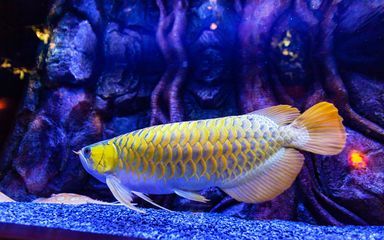 怎么測量龍魚長度（如何測量龍魚的長度）