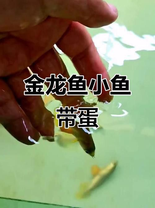 過背金龍魚成長過程圖片